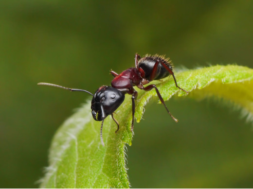 क्या आप चींटी के जीवन के बारे में जानते हैं इतना कुछ